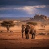 Samburu Safari: Tracking the Special Five in the Wild North