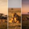 Kenya Multi-Park Circuit vs Single Park Deep-Dive: Which Safari Is Better