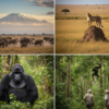 Kenya vs Uganda Safari: Which African Safari Is Right for You