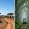 Marsabit National Park Guide: Forest, Crater Lakes, and Northern Corridor Safaris
