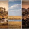 Samburu, Buffalo Springs, and Shaba: Complete Safari Comparison Guide