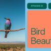 Amboseli Birds Guide