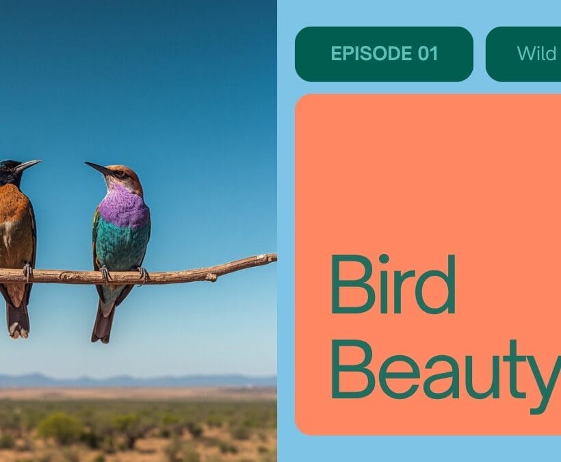 Amboseli Birds Guide
