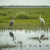 Amboseli Birds In Wet Season Vs Dry Season