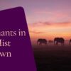 Amboseli Dawn Wildlife Vs Afternoon Wildlife