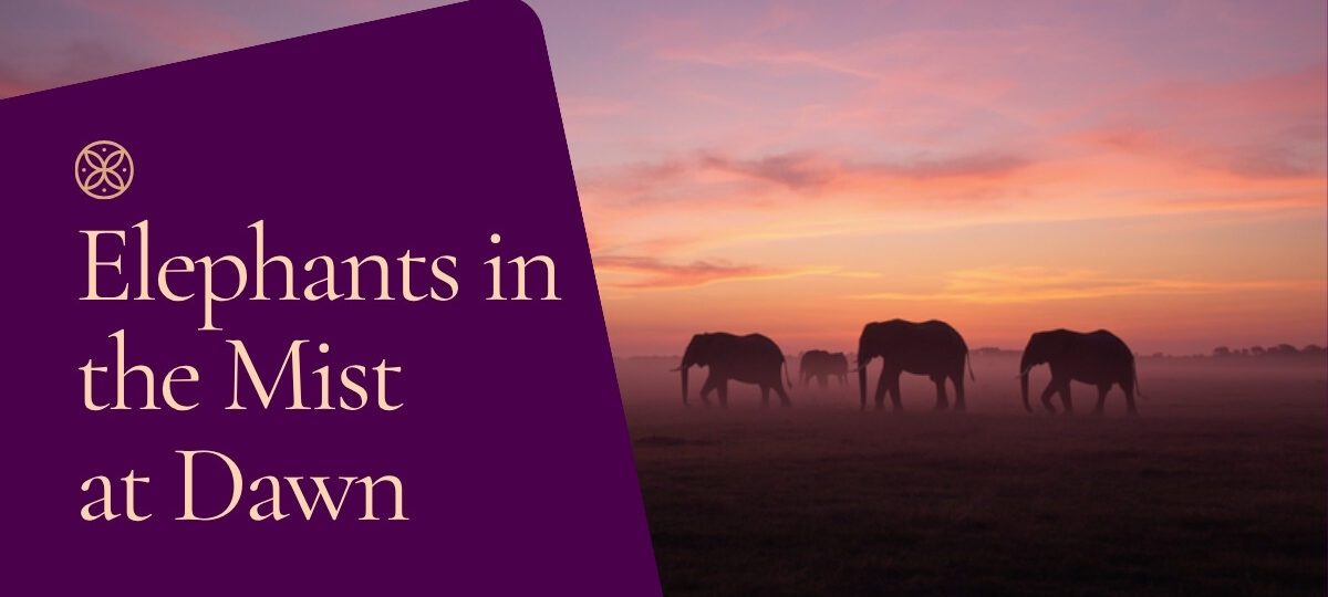 Amboseli Dawn Wildlife Vs Afternoon Wildlife