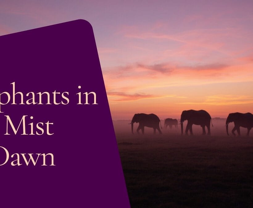 Amboseli Dawn Wildlife Vs Afternoon Wildlife