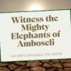 Amboseli In August