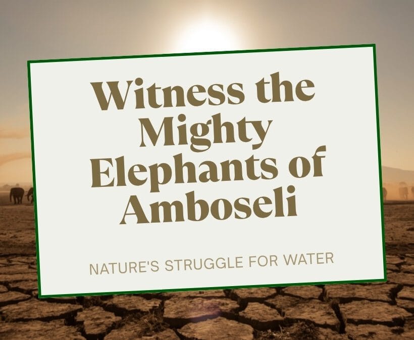 Amboseli In August