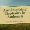 Amboseli In March