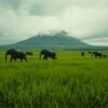 Amboseli In May