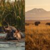 Amboseli Swamp Wildlife Vs Open Plains Wildlife