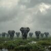 Amboseli Without Kilimanjaro Views Is It Still Worth It