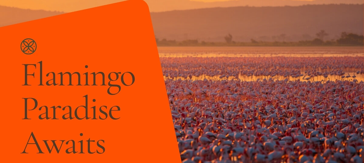 Birding In Kenya Safari Guide