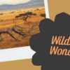 Birdwatching Vs Mammal Safari Kenya Guide