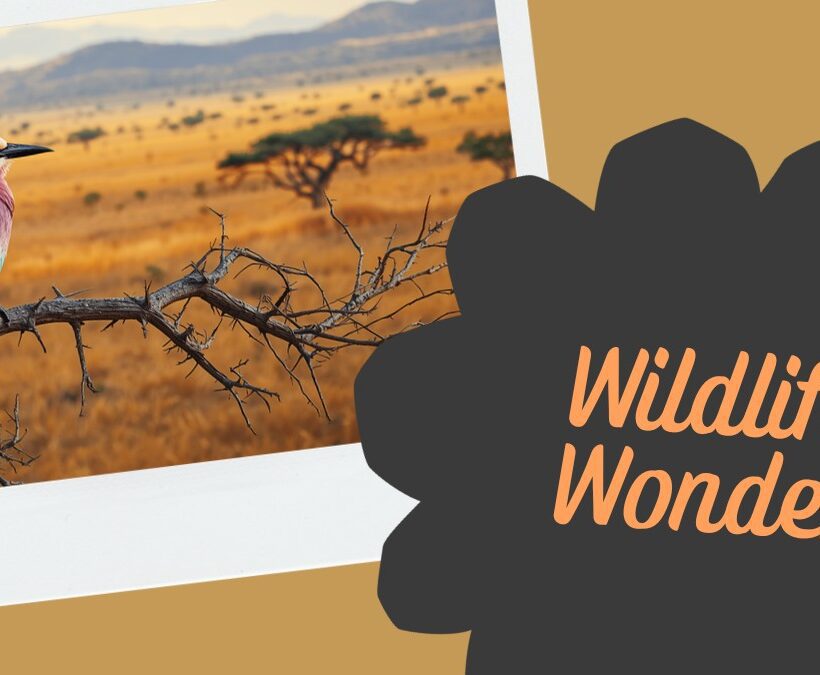 Birdwatching Vs Mammal Safari Kenya Guide