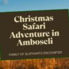Christmas Safari In Amboseli Vs January Trip