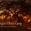 Elangata Olerai Camp accommodation setting in Maasai Mara, Kenya
