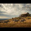 Entumoto Safari Camp accommodation setting in Maasai Mara, Kenya