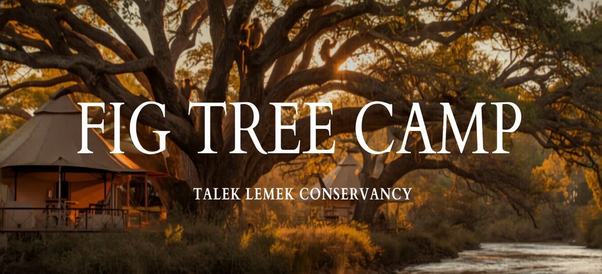 Fig Tree Camp (Ngamboli Tents) accommodation setting in Maasai Mara, Kenya