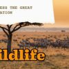 Great Migration Vs Resident Wildlife Masai Mara Guide