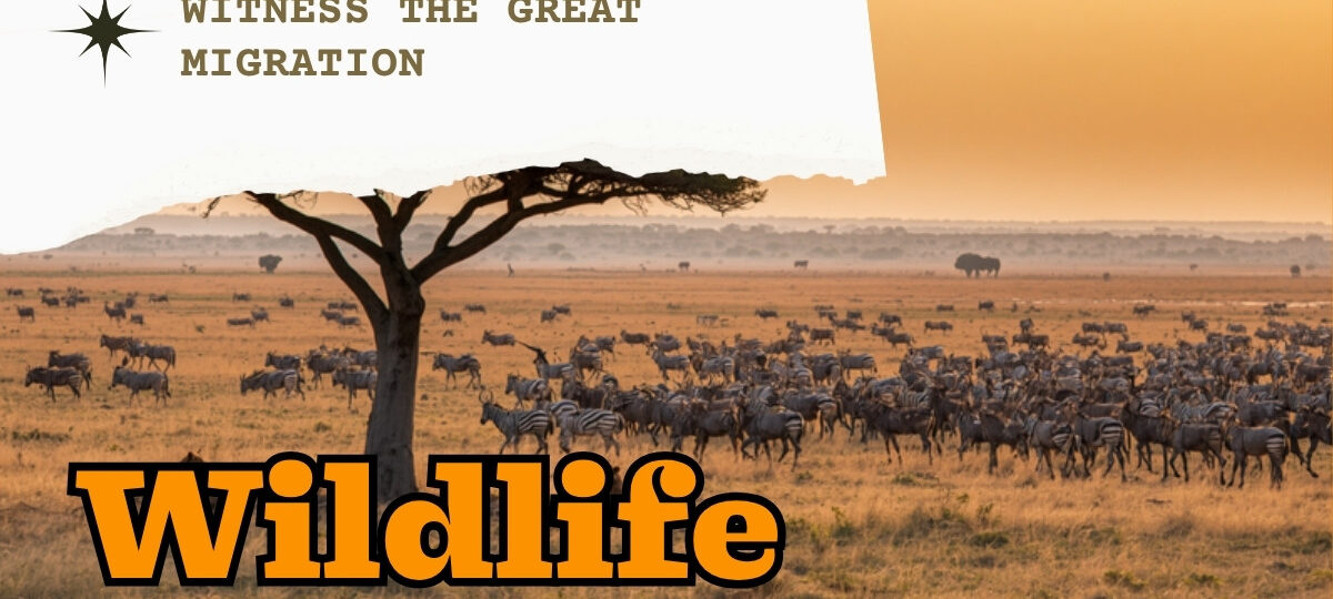 Great Migration Vs Resident Wildlife Masai Mara Guide