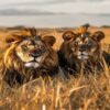 Kenya Safari Cost Fuel Prices Explained