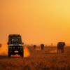 Kenya Tour Budget Safari