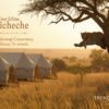 Kicheche Bush Camp accommodation setting in Maasai Mara, Kenya