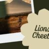 Lions Vs Cheetahs In Amboseli