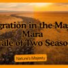 Masai Mara Migration Vs Non Migration Season Guide