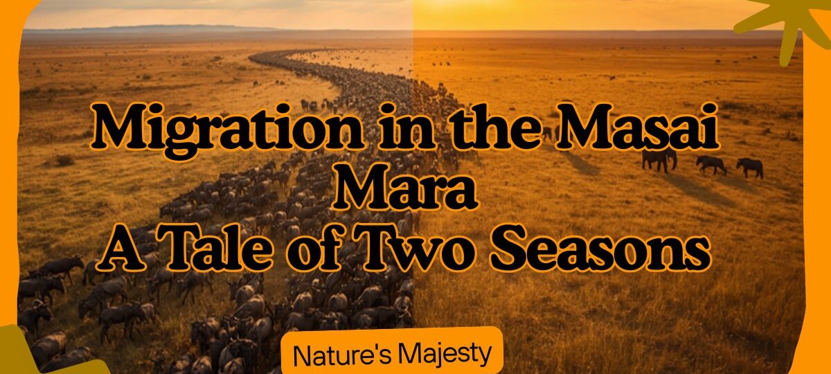 Masai Mara Migration Vs Non Migration Season Guide