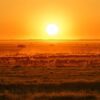 Masai Mara October Vs November