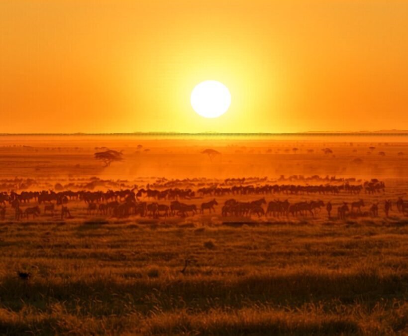 Masai Mara October Vs November