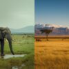 November Vs December In Amboseli