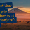 Wide-angle shot of elephant herd crossing golden Amboseli plains with snow-capped Kilimanjaro rising in the background at sunrise