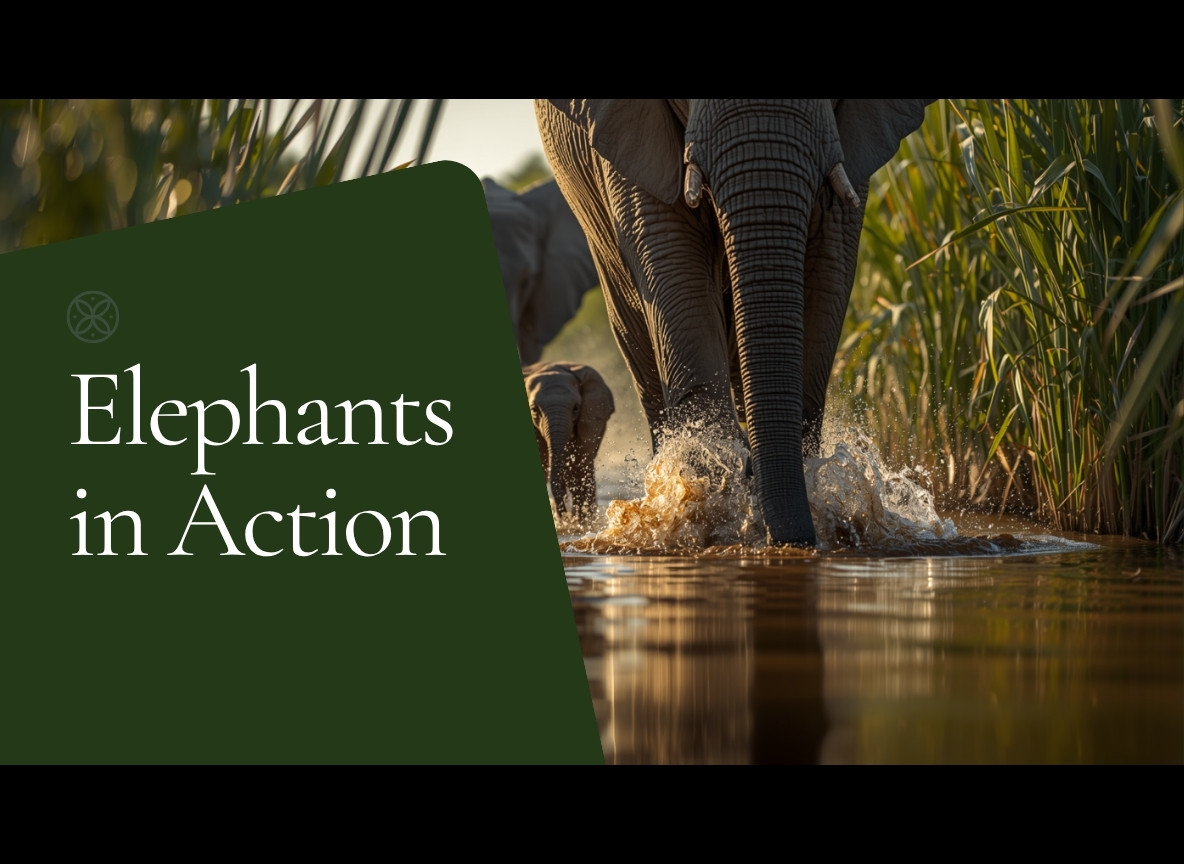 Safari Under The Shadow Of Kilimanjaro Exploring Amboselis Majestic Elephants