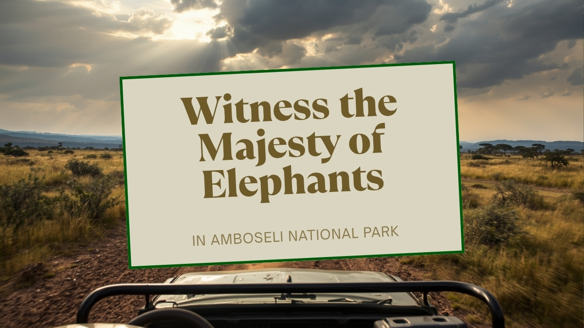 Maasai community members and Trunktrails Safaris guide observing elephant herd from a distance at sunset