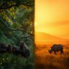 Seasons In Ol Pejeta