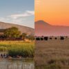 Swamp View Camp Vs Kilimanjaro View Camp