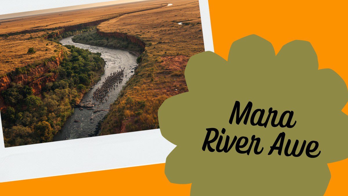 murky water, crocodile heads visible, opposite bank with wildebeest approaching