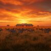 Zebra Plains Mara Camp accommodation setting in Maasai Mara, Kenya