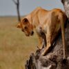 3 Day Kenya Safari Packages