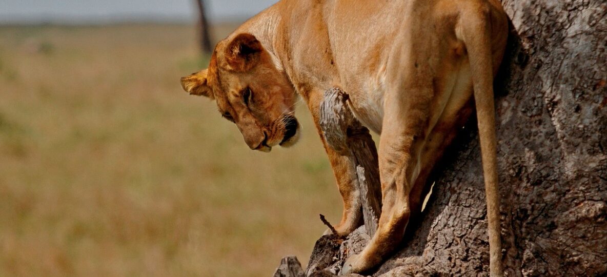 3 Day Kenya Safari Packages