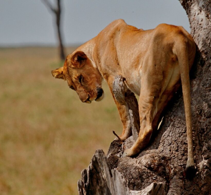 3 Day Kenya Safari Packages