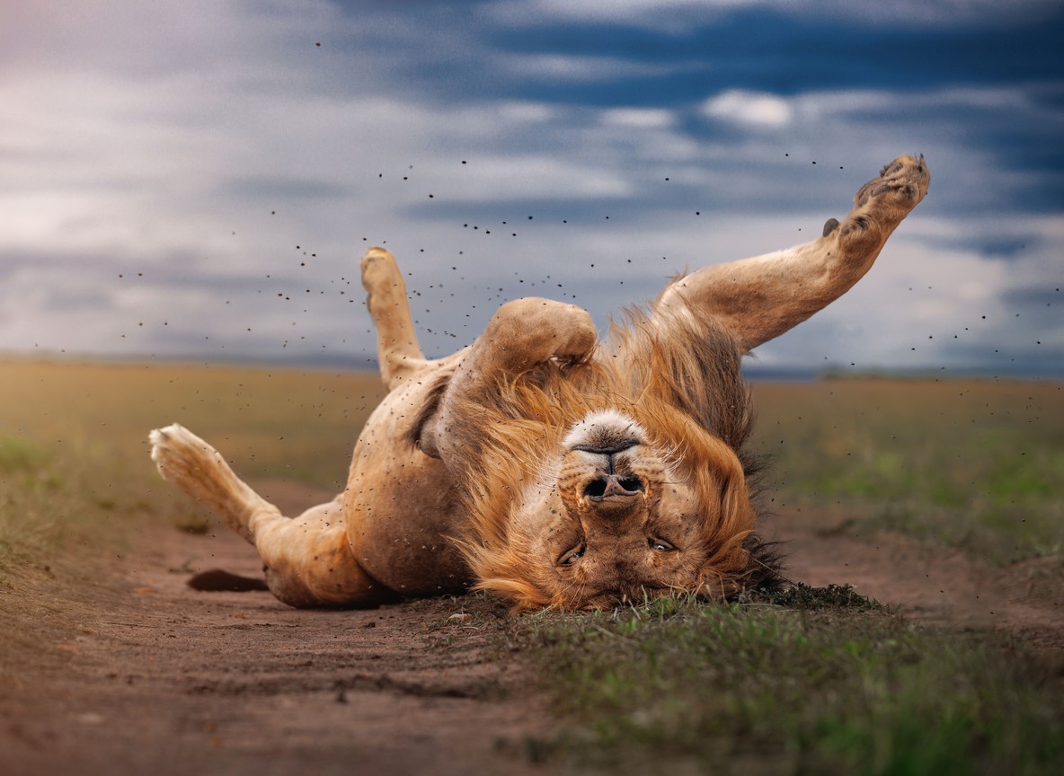 5 Day Kenya Safari Packages