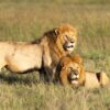 6 Day Kenya Safari Packages