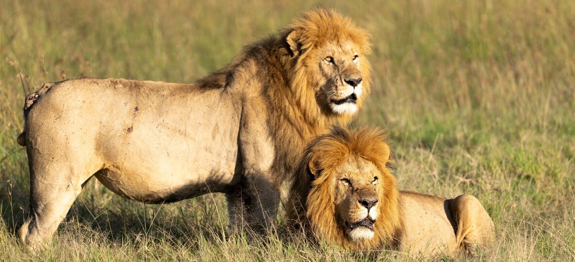 6 Day Kenya Safari Packages