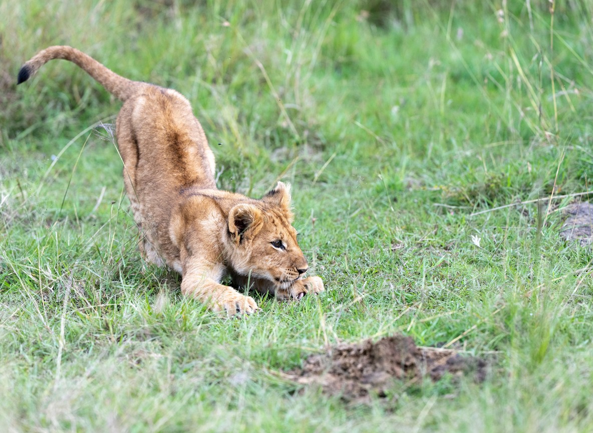 6 Day Kenya Safari Packages