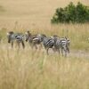All Inclusive Kenya Safari Packages
